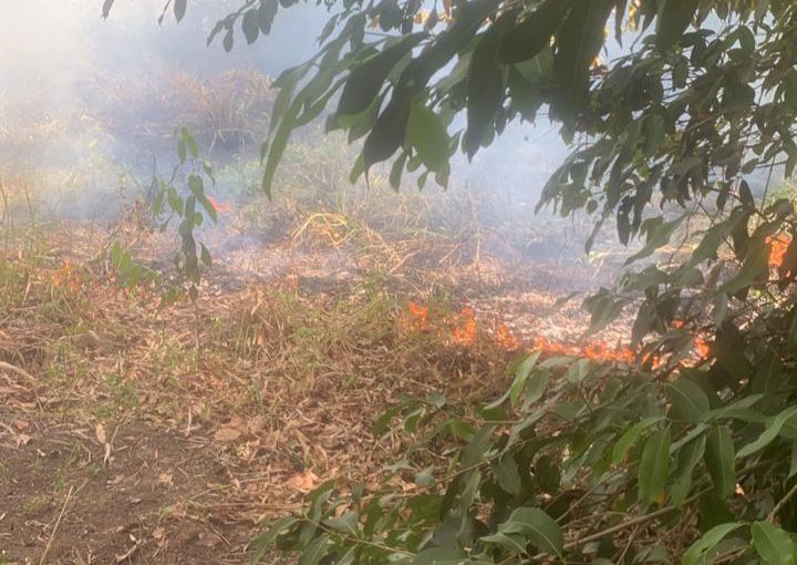 Incêndio criminoso atinge o Horto Florestal de Piripiri