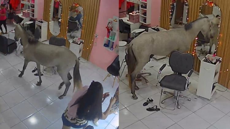 Cavalo causa surpresa ao invadir salão de beleza no Piauí