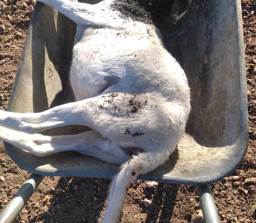 Bactéria ativa em vacina causou morte de 200 animais no Piauí, diz secretário