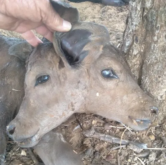 Bezerra nasce com duas cabeças em propriedade rural no Piauí