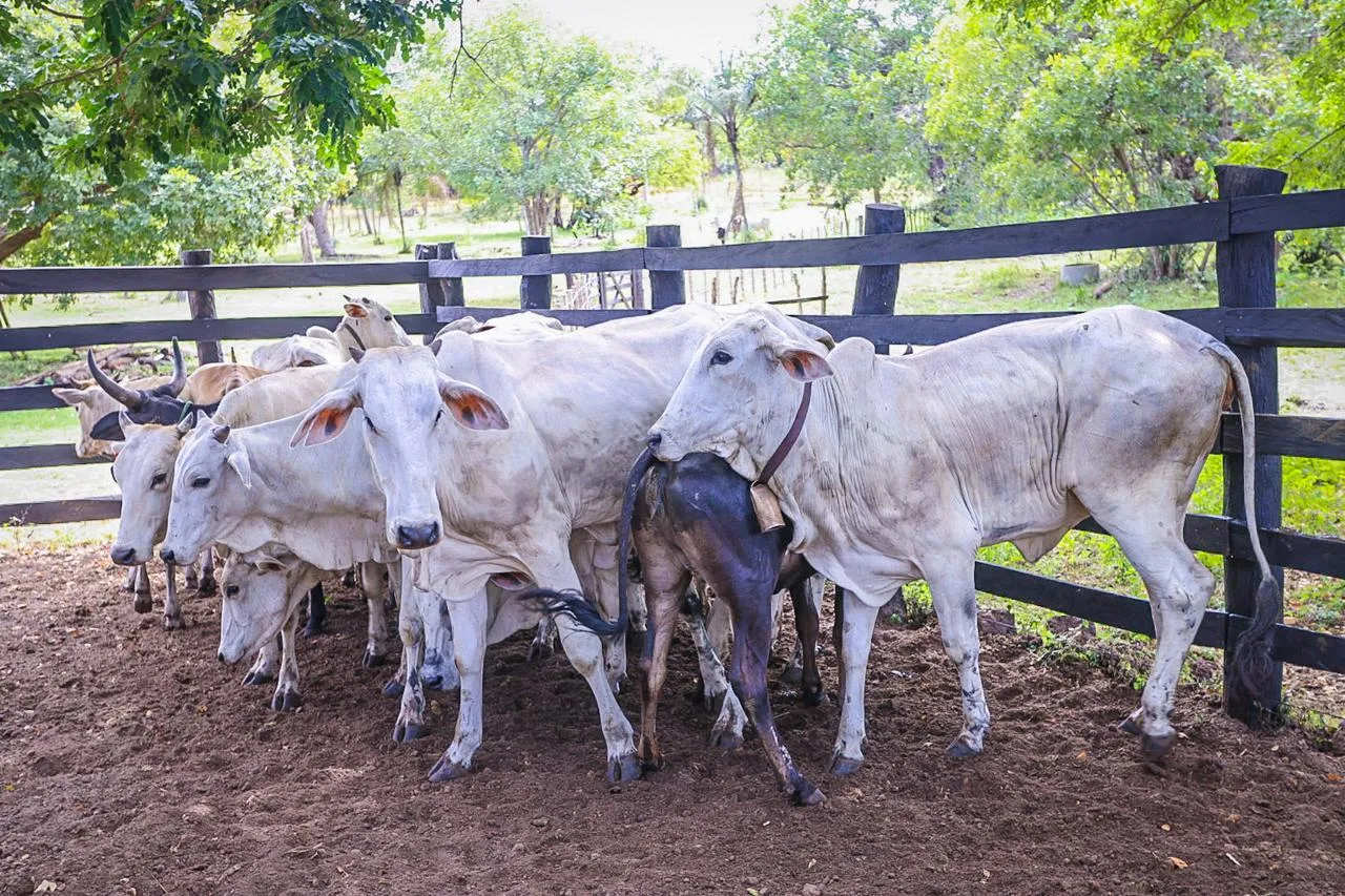Piauí +Genética já beneficia mais de 1.100 produtores em 103 cidades do estado
