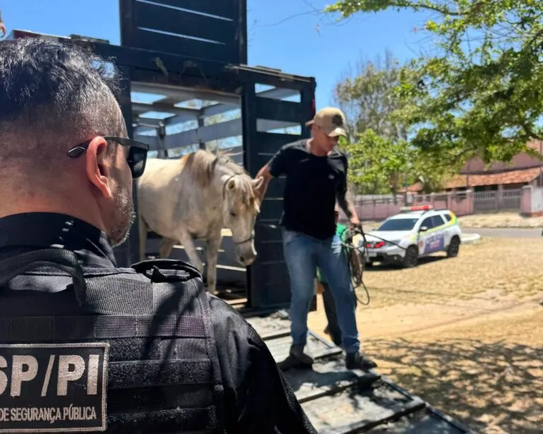 Operação Porteira Fechada apreende mais de 40 animais no PI