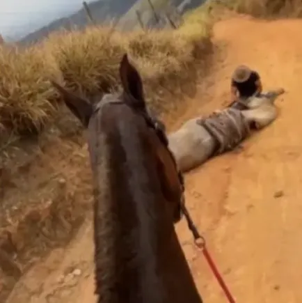 Tutor que mutilou patas de cavalo com fação é condenado a 11 meses de prisão