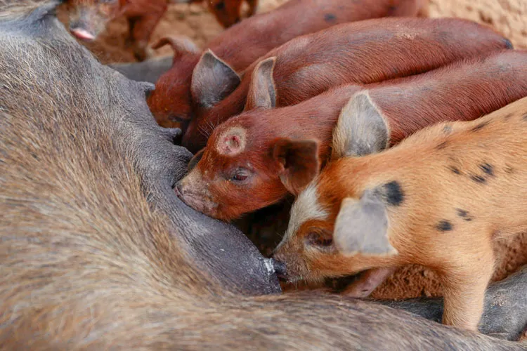 Piauí interdita propriedade e sacrifica 27 animais