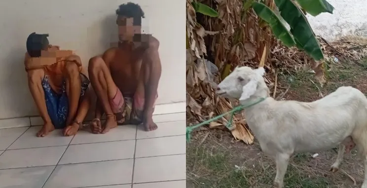 Furto de cabrito termina com queda de motocicleta e prisão de trio no Piauí