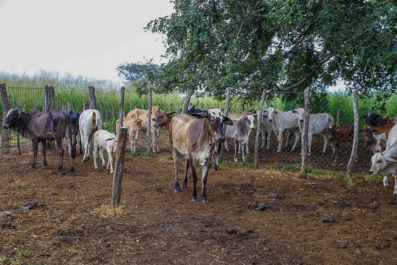 Piauí + Genética pretende dobrar o número de inseminações em 2026
