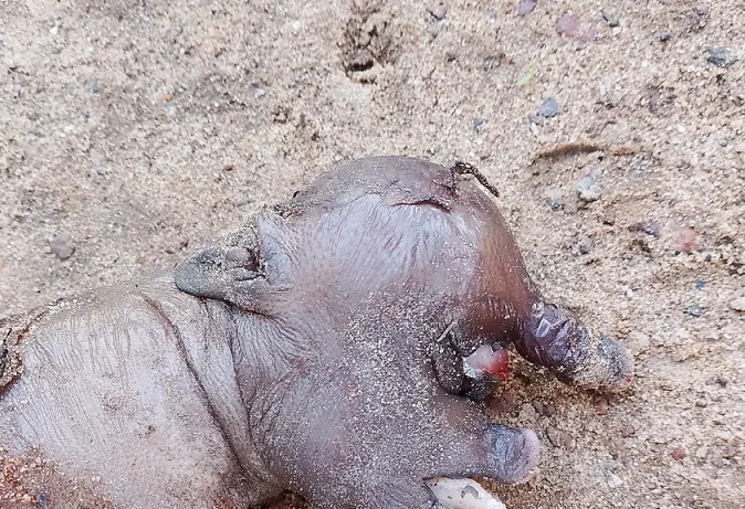 Leitão nasce com um olho e membro na testa e impressiona moradores no PI