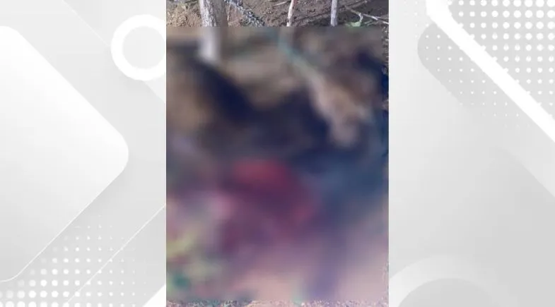 Cavalo é amarrado, morto e mutilado em fazenda no interior do Piauí