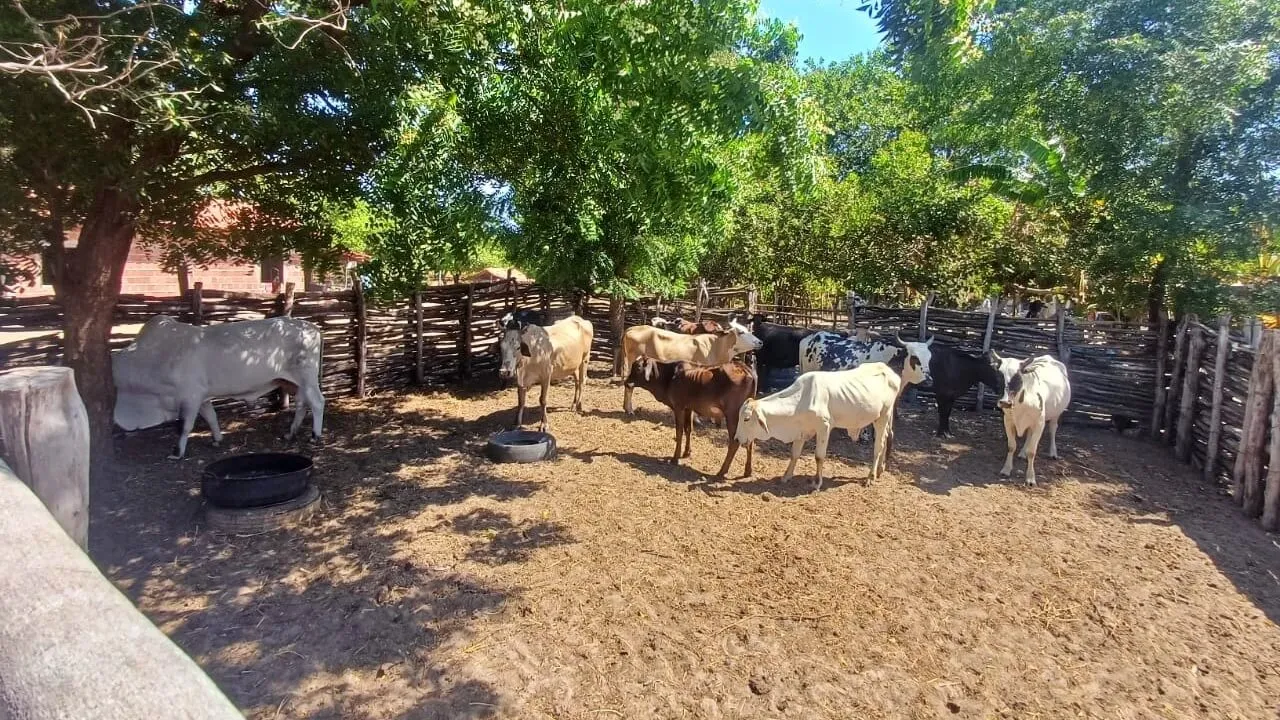 Adapi confirma novos casos de tuberculose bovina no PI