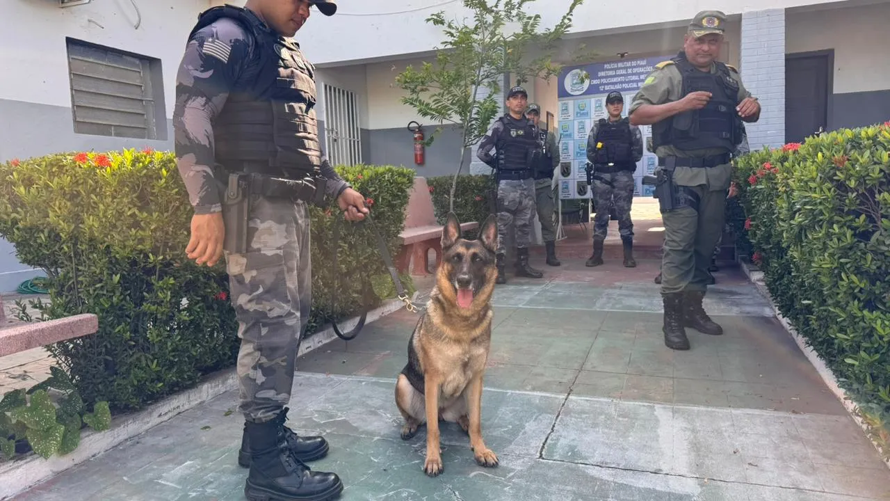 Cadela farejadora reforça combate ao crime em Piripiri