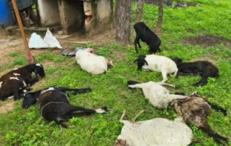 Ataque de cães mata 10 ovelhas e deixa outras feridas no PI