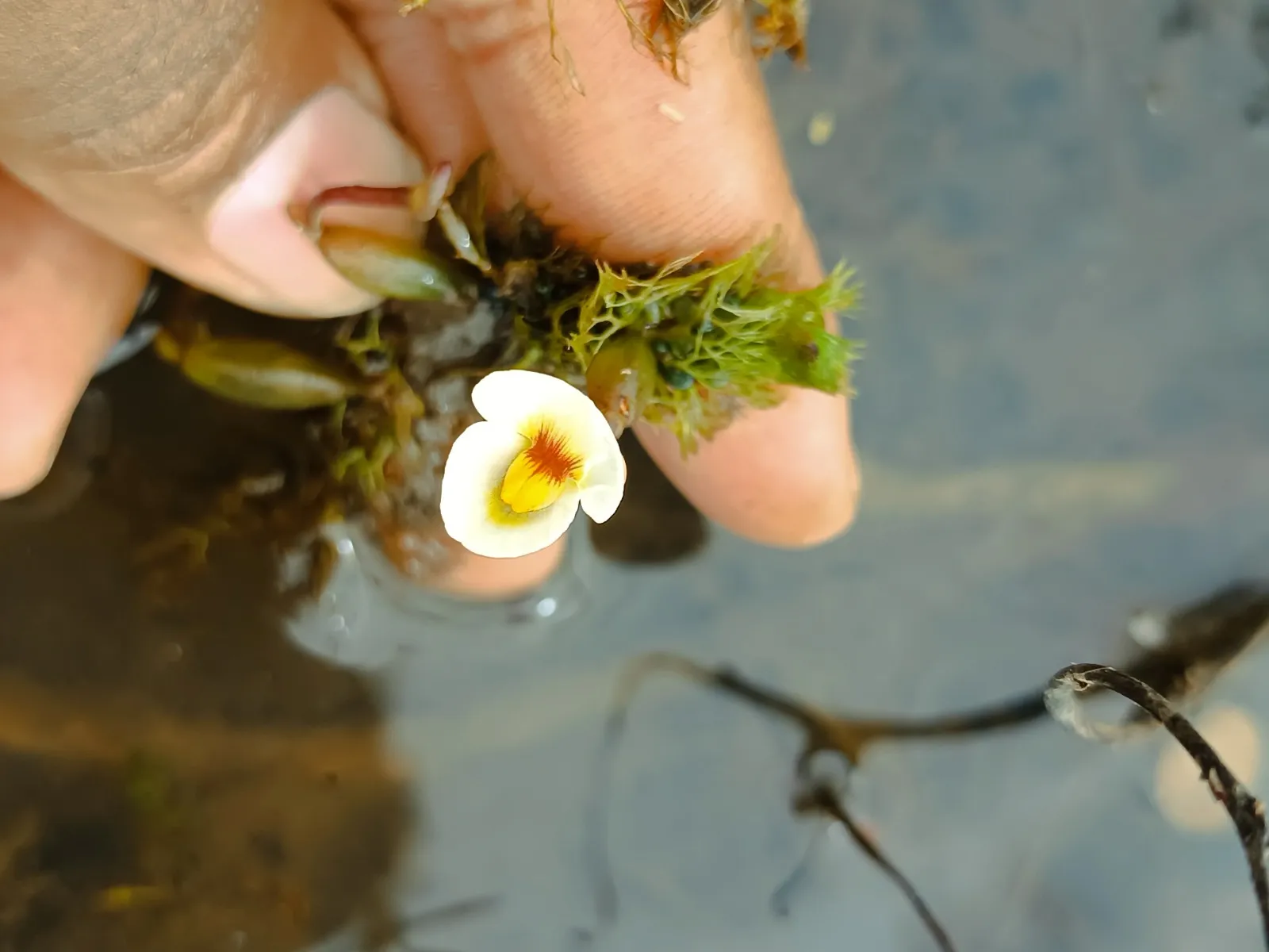 Planta carnívora rara é registrada pela 1ª vez no Piauí