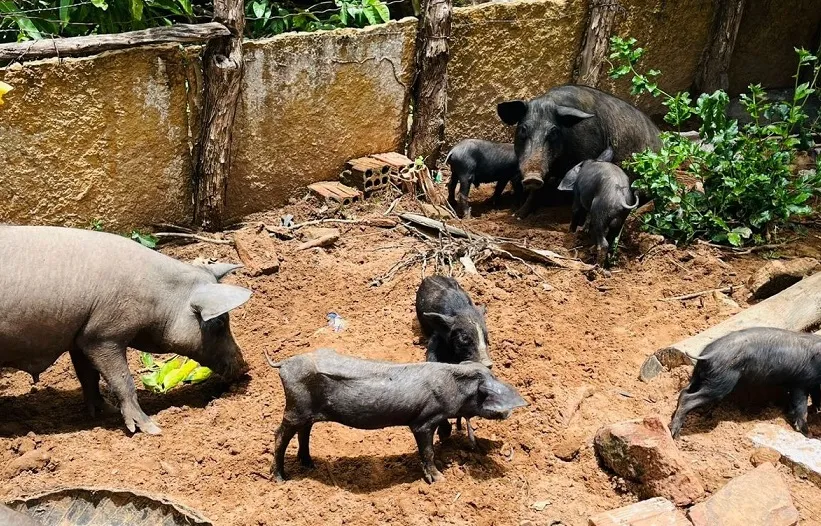 Adapi confirma foco de peste suína em Pedro II e sacrifica 17 porcos