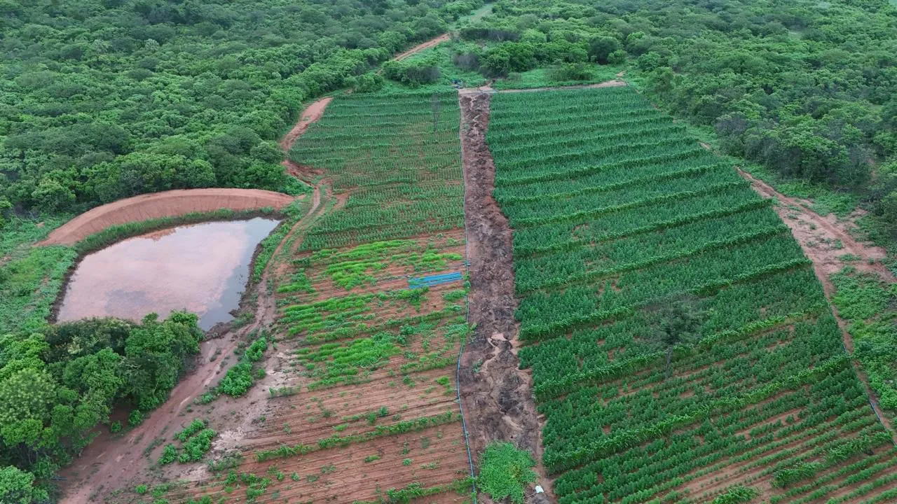 SSP-PI localiza plantação com 115 mil pés de maconha