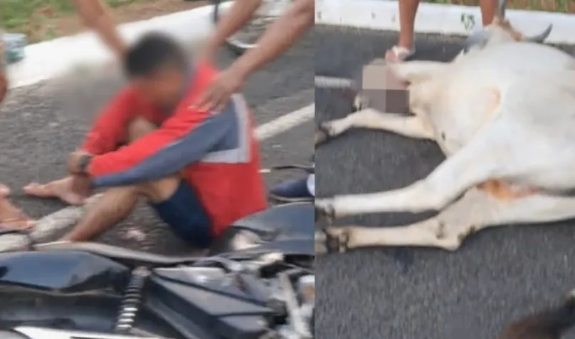 Animais soltos na estrada provocam acidentes e deixam feridos