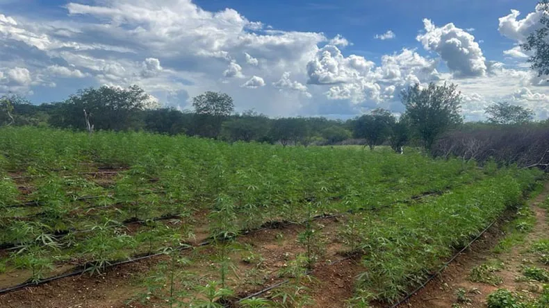 Plantação de maconha de 3,5 hectares é localizada no Piauí