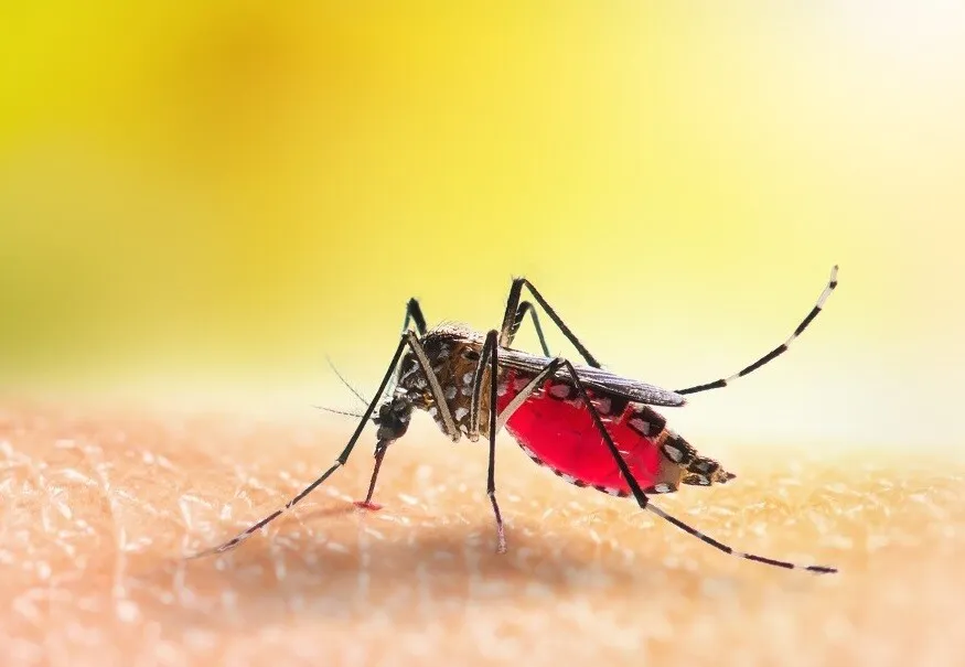 Piauí registra quinta morte por dengue em 2026
