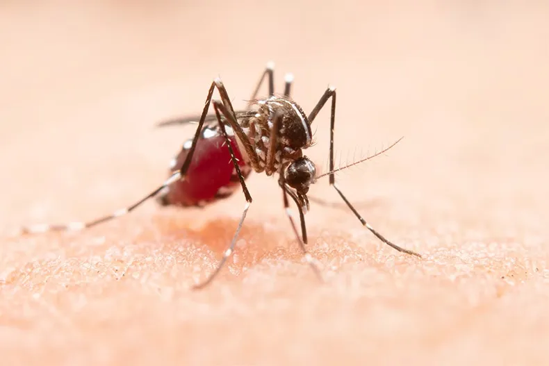 Morte de professora por suspeita de dengue está em investigação no Piauí