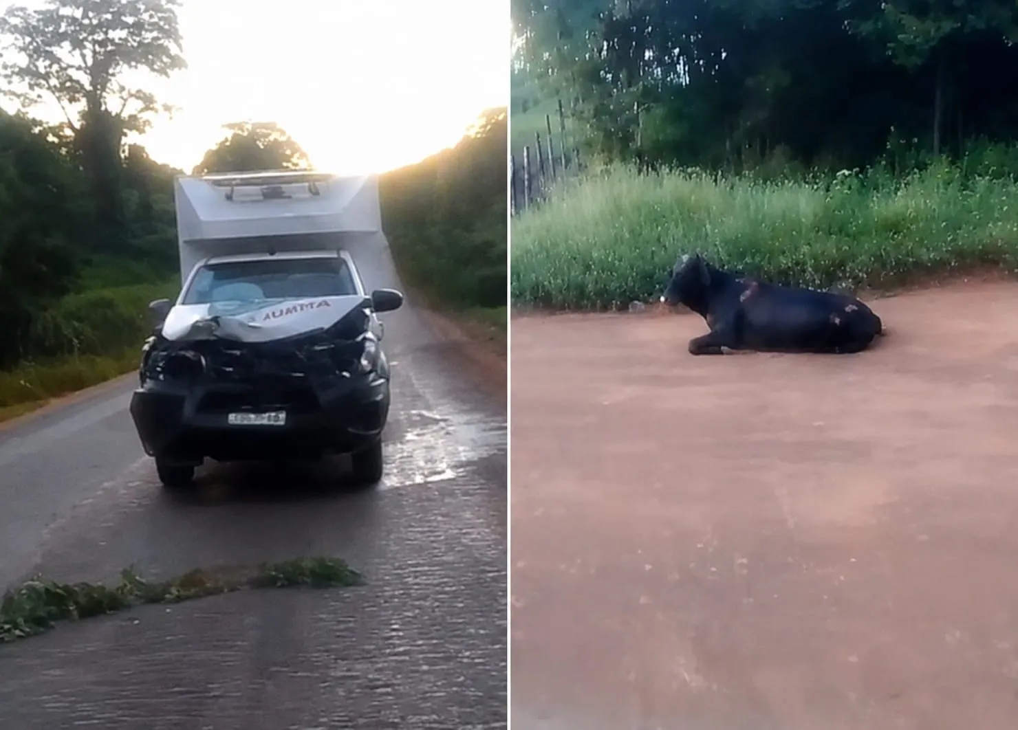 Ambulância de Prefeitura colide com animal na PI-211