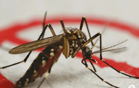Piauí registra 11 mortes por dengue em 2026 e mais de 14 mil casos prováveis